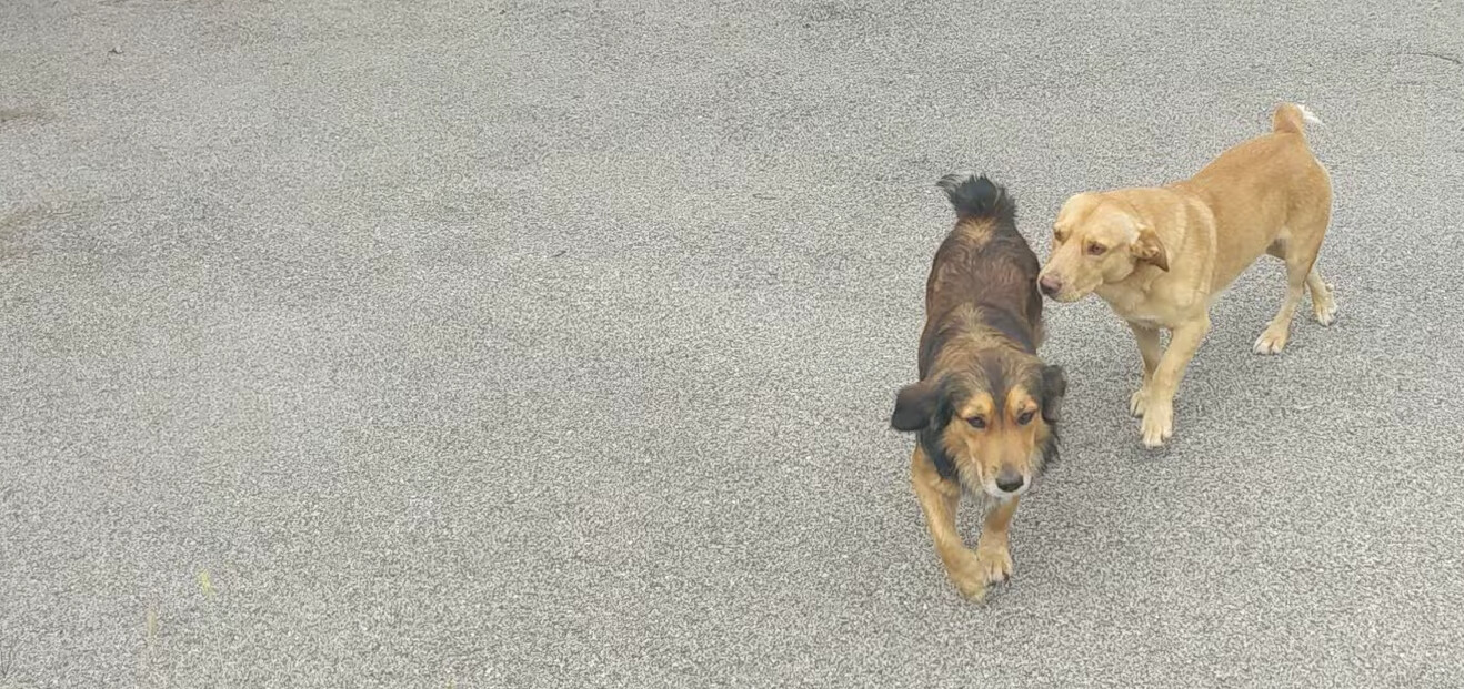 Hiro and Simba