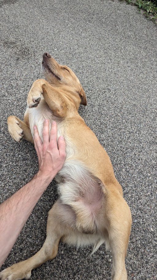 Hiro Belly Up
