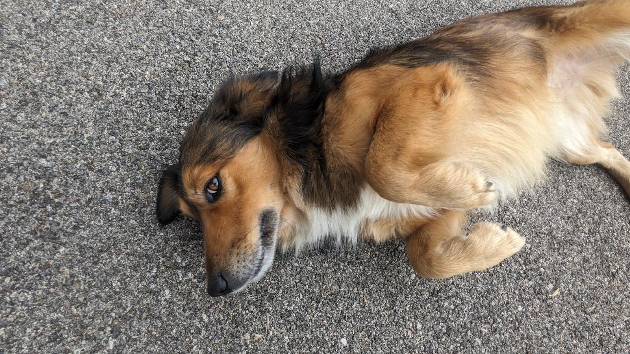 Simba Belly Up